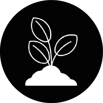 jeune pousse blanc cercle noir